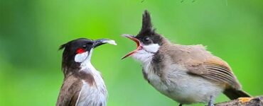 ئائىلە ھاياتى ئەر-ئاياللارنىڭ ئورتاق مەسئۇلىيىتى 4