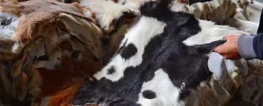 قۇربانلىقنىڭ تېرىسىنى قانداق قىلىمىز؟ 14