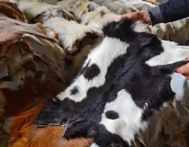 قۇربانلىقنىڭ تېرىسىنى قانداق قىلىمىز؟ 3