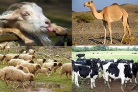قۇرئاندا ھايۋانلار 51
