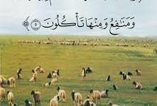 ھايۋاننى سولاپ بېقىش ۋە ئېلىپ - سېتىش 8