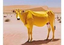 بەقەرەدىكى بەقەرە ھادىسى ۋە قۇربانلىق قىلىش 11